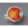 Learning Resources Soft Foam Cross-Section Eye Model 1907